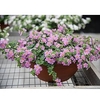 Bacopa Plants - Secrets Dark Pink