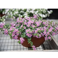 Bacopa Plants - Secrets Dark Pink