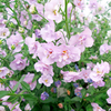Bacopa Plants - Secrets Double Lavender