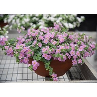 Bacopa Plants - Secrets XL Dark Pink