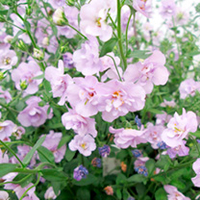 Bacopa Plants - Secrets XXL Double Lavender