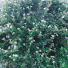 Bacopa Plants - Snowflake