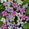Bacopa Plants - Topia Mixed