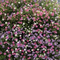 Bacopa Plants - Topia Mixed