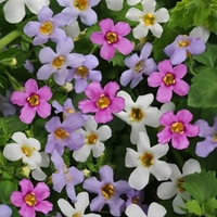 Bacopa Plants - Topia Mixed