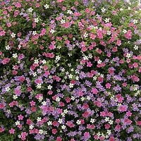Bacopa Plants - Topia Mixed