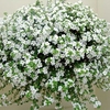 Bacopa Plants - White