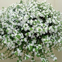 Bacopa Plants - White