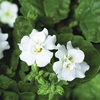 Bacopa Plants - White