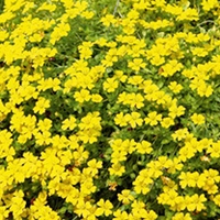Bacopa Plants - Yellow