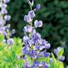 Baptisia australis Plant