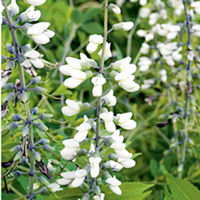 Baptisia Plant - Alba