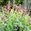 Baptisia Plant - Decadence Dutch Chocolate