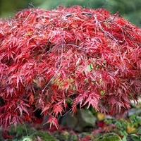 Bare Root Shrub Collection - Twin Pack