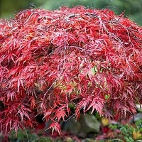 Bare Root Shrub Collection