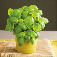 Basil Seeds - Gecofure