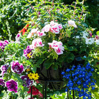 Basket & Containers 9cm Bedding Plants - Lucky Dip