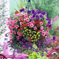 Basket and Container Mix Plants - Our Selection