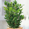 Bay Bush