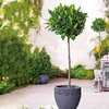 Bay Tree - Extra Large Standard 130-140cm