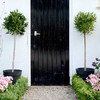 Bay Tree - Medium Standard 70-80cm