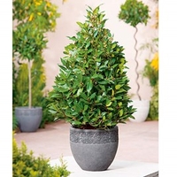 Bay Tree - Pyramid 60-70cm x 2
