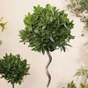 Bay Tree - Twisted Stem Large Standard 21cm 80cm