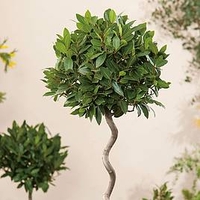 Bay Tree - Twisted Stem Large Standard 21cm 80cm