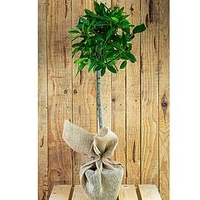 Bay Tree Gift