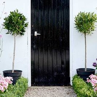 Bay Tree