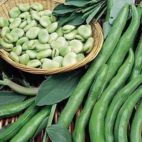 Bean (Broad) Plants - Aquadulce Claudia