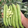 Bean Broad Plants - Luz de Otono