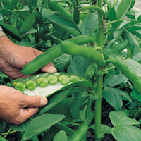 Bean (Broad) Plants - Masterpiece Green Longpod