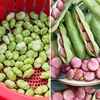 Bean (Broad) Twin Pack (30)