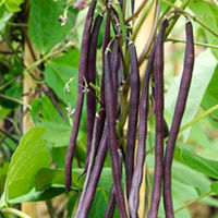 Bean (Climbing French) Plants - Carminat