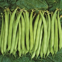 Bean Dwarf French (Organic) Seeds - Speedy