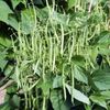 Bean Dwarf French Plants - F1 Mascotte