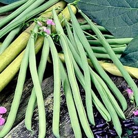 Bean French Climbing (Organic) Seeds - Cobra