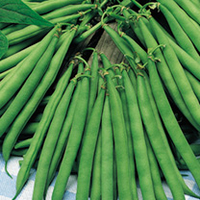 Bean (French Dwarf) Plants - Eclarel