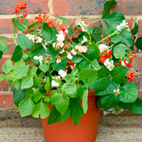 Bean (Runner) Plants - Jackpot Mix