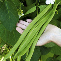 Bean (Runner) Plants - Moonlight