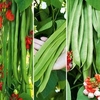 Bean (Runner) Plants - Super Trio Mix