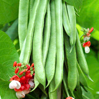 Bean (Runner) Plants - Tenderstar