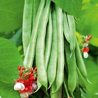 Bean (Runner) Plants - Tenderstar