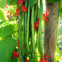 Bean Runner Self-Fertile Plants - Twin Pack