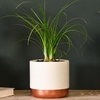 Beaucarnea Recurvata
