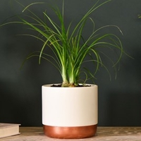 Beaucarnea Recurvata