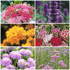 Bees and Butterflies Collection