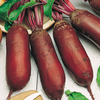 Beetroot Alto F1 Plants