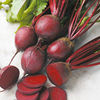 Beetroot Plants - F1 Pablo